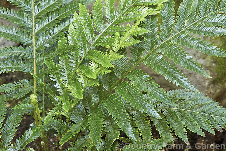 Blechnum fraseri, a New Zealand evergreen form that grows slowly to eventually form a large clump, old rhizomes sometimes developing a short trunk. The fronds are up to 45cm long