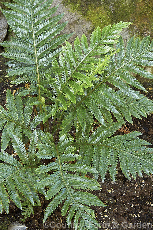 Blechnum fraseri, a New Zealand evergreen form that grows slowly to eventually form a large clump, old rhizomes sometimes developing a short trunk. The fronds are up to 45cm long