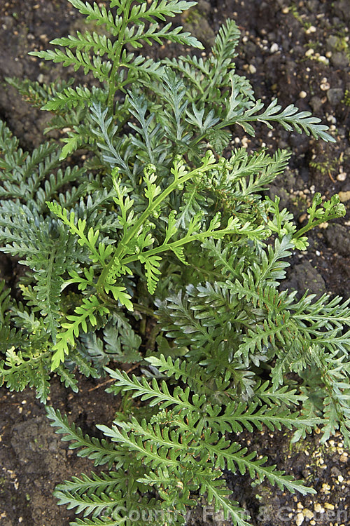 Weeping Spleenwort (<i>Asplenium flaccidum subsp. maritima</i>), a subspecies of a small pendulous fern that is very common throughout New Zealand. The parent species also occurs in Australia and South Africa. asplenium-2279htm'>Asplenium. <a href='aspleniaceae-plant-family-photoshtml'>Aspleniaceae</a>.