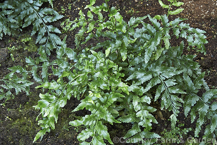 Asplenium lyallii, an evergreen fern native to New Zealand It has a creeping rhizome and produces fronds up to 45cm long. asplenium-2279htm'>Asplenium. <a href='aspleniaceae-plant-family-photoshtml'>Aspleniaceae</a>.