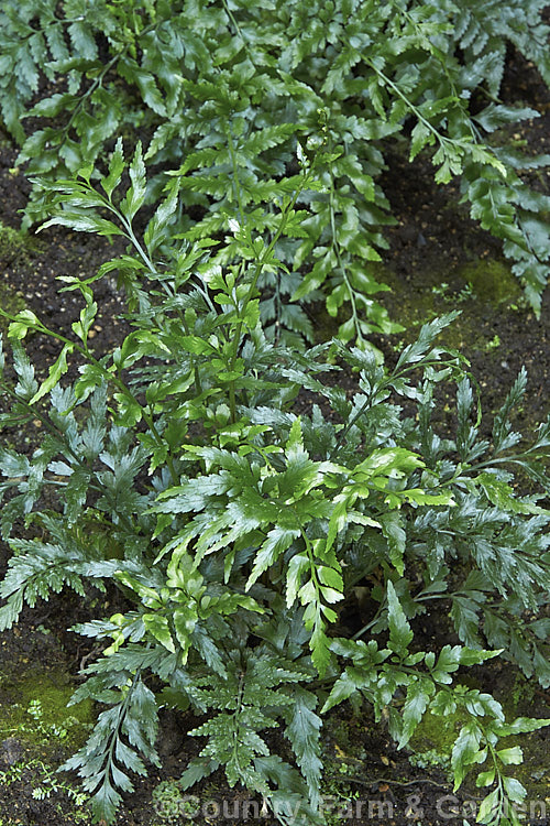 Asplenium lyallii, an evergreen fern native to New Zealand It has a creeping rhizome and produces fronds up to 45cm long. asplenium-2279htm'>Asplenium. <a href='aspleniaceae-plant-family-photoshtml'>Aspleniaceae</a>.