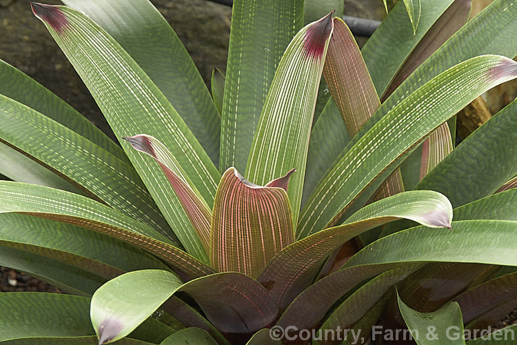 Vriesea platynema var. variegata, an attractively marked bromeliad that in addition to its purple-tipped foliage produces a flower stem up to 50cm long with red bracts and yellow flowers. vriesea-2928htm'>Vriesea.