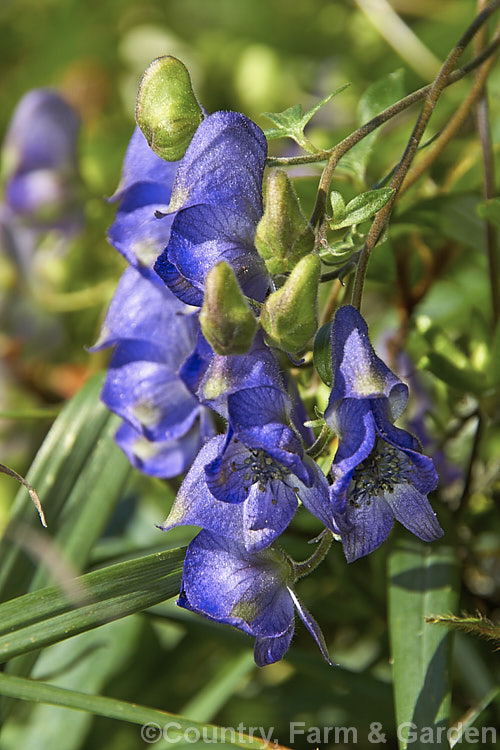 Monkshood or Friar's Cap (<i>Aconitum napellus</i>), a summer- to autumn-flowering perennial that occurs naturally over much of the northern temperate region. Order: Ranunculales, Family: Ranunculaceae