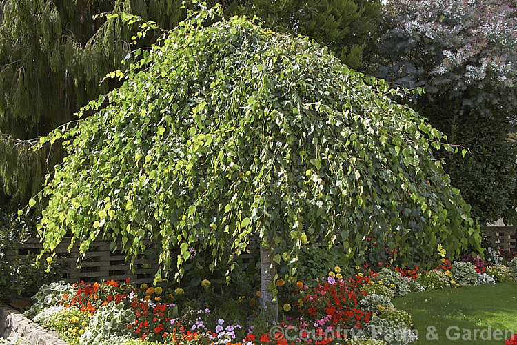 Young's Weeping Birch (<i>Betula pendula 'Youngii'), a compact, strongly weeping cultivar of the Silver Birch (<i>Betula pendula</i>), an extremely hardy Eurasian tree widely cultivated for its silver-grey bark. The best forms are grafted onto standards up to 2m tall and have a dome-shaped habit with branches weeping to the ground 'Youngii' is also sometimes grown on its own roots and can then become a large tree with a more open growth habit. betula-2077htm'>Betula. <a href='betulaceae-plant-family-photoshtml'>Betulaceae</a>.