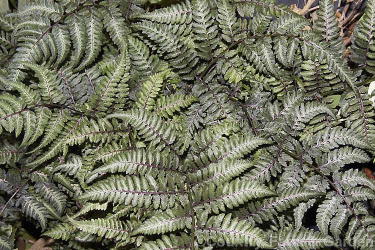 Japanese Painted. Fern (<i>Athyrium nipponicum 'Pictum'), a beautifully variegated and coloured cultivar of a fern native to temperate. East Asia. The fronds can grow to 30cm long and are attractively layered. athyrium-2387htm'>Athyrium. <a href='athyriaceae-plant-family-photoshtml'>Athyriaceae</a>.