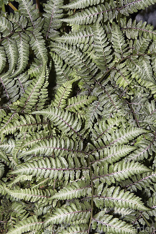 Japanese Painted. Fern (<i>Athyrium nipponicum 'Pictum'), a beautifully variegated and coloured cultivar of a fern native to temperate. East Asia. The fronds can grow to 30cm long and are attractively layered. athyrium-2387htm'>Athyrium. <a href='athyriaceae-plant-family-photoshtml'>Athyriaceae</a>.