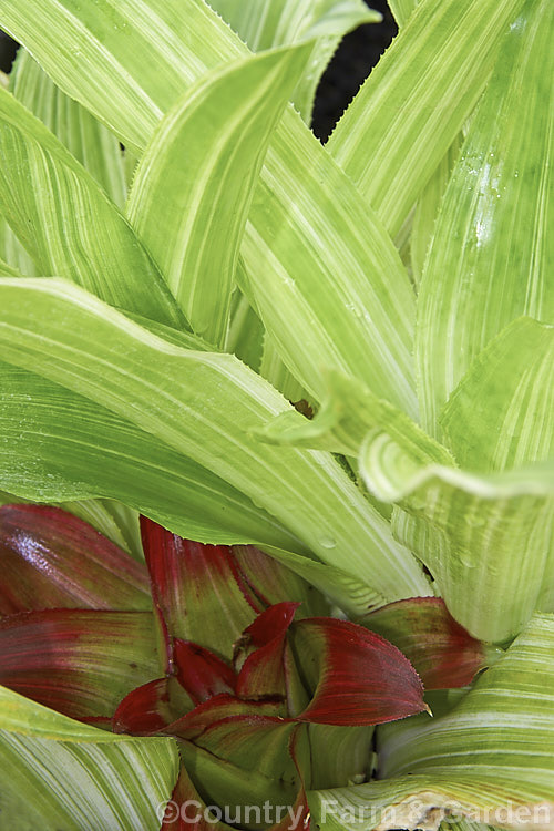 A deep red floral bract developing among the otherwise pale foliage of Nidularium innocentii var. lineatum. This cultivar of a bromeliad, presumably. South American, but known only in cultivation, has leaves with longitudinal fine white stripes. nidularium-2907htm'>Nidularium.