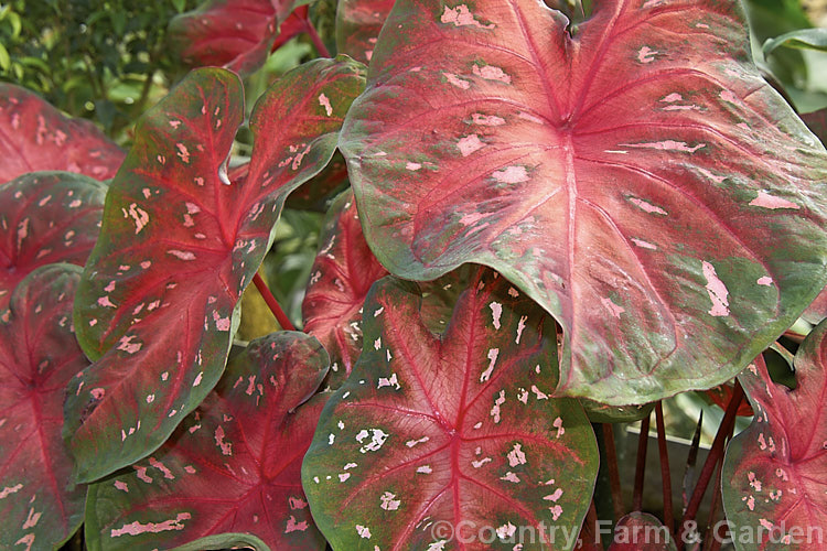 Caladium bicolor 'Red Flash', one of the many fancy-foliaged cultivars of an ornamental foliage perennial originally found in northern South America that has been extensively developed into a myriad of forms for greenhouse and house plant use.