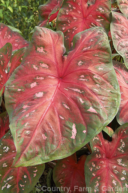 Caladium bicolor 'Red Flash', one of the many fancy-foliaged cultivars of an ornamental foliage perennial originally found in northern South America that has been extensively developed into a myriad of forms for greenhouse and house plant use.