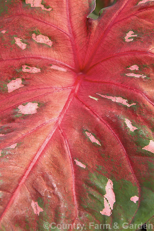 Caladium bicolor 'Red Flash', one of the many fancy-foliaged cultivars of an ornamental foliage perennial originally found in northern South America that has been extensively developed into a myriad of forms for greenhouse and house plant use.