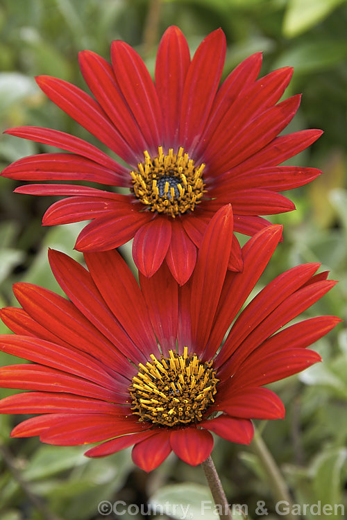 Arctotis x hybrida 'Mahogany', one of the many hybrids of these perennial. African daisies. The parentage of the garden forms is thought to be. Arctotis venusta x Arctotis fastuosa, though other species may be involved. Order: Asterales, Family: Asteraceae