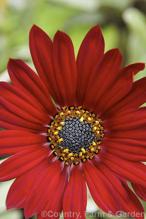 Arctotis x hybrida 'Mahogany', one of the many hybrids of these perennial. African daisies. The parentage of the garden forms is thought to be. Arctotis venusta x Arctotis fastuosa, though other species may be involved. Order: Asterales, Family: Asteraceae