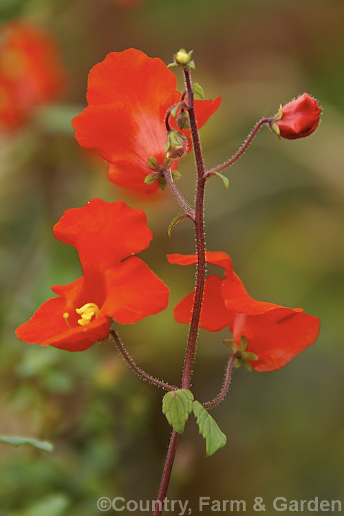 Mask. Flower (<i>Alonsoa meridionalis [syn. Alonsoa warscewiczii]), a frost-tender. Peruvian perennial is often grown as an annual in cool climate. If protected it will flower year-round and can grow to 60cm tall alonsoa-2317htm'>Alonsoa. <a href='scrophulariaceae-plant-family-photoshtml'>Scrophulariaceae</a>.