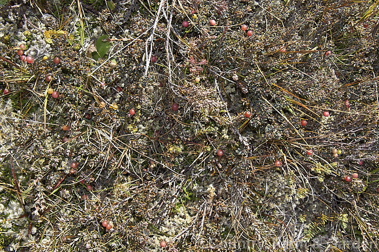 Mountain Heath (<i>Acrothamnus colensoi</i> [syns. <i>Leucopogon colensoi</i>, <i>Leucopogon suaveolens</i>, <i>Cyathodes colensoi</i>]), a New Zealand alpine, evergreen, summer-blooming, often near-prostrate shrub with small white flowers followed by red or sometimes white or pink berries. Order: Ericales, Family: Ericaceae