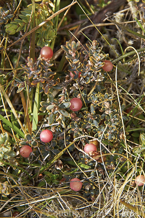 Mountain Heath (<i>Acrothamnus colensoi</i> [syns. <i>Leucopogon colensoi</i>, <i>Leucopogon suaveolens</i>, <i>Cyathodes colensoi</i>]), a New Zealand alpine, evergreen, summer-blooming, often near-prostrate shrub with small white flowers followed by red or sometimes white or pink berries. Order: Ericales, Family: Ericaceae