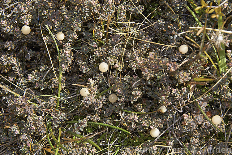 Mountain Heath (<i>Acrothamnus colensoi</i> [syns. <i>Leucopogon colensoi</i>, <i>Leucopogon suaveolens</i>, <i>Cyathodes colensoi</i>]), a New Zealand alpine, evergreen, summer-blooming, often near-prostrate shrub with small white flowers followed by red or sometimes white or pink berries. Order: Ericales, Family: Ericaceae