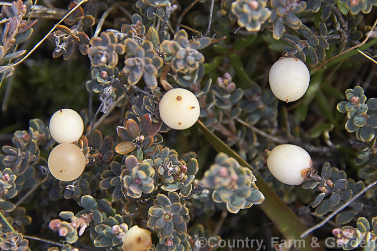 Mountain Heath (<i>Acrothamnus colensoi</i> [syns. <i>Leucopogon colensoi</i>, <i>Leucopogon suaveolens</i>, <i>Cyathodes colensoi</i>]), a New Zealand alpine, evergreen, summer-blooming, often near-prostrate shrub with small white flowers followed by red or sometimes white or pink berries. Order: Ericales, Family: Ericaceae