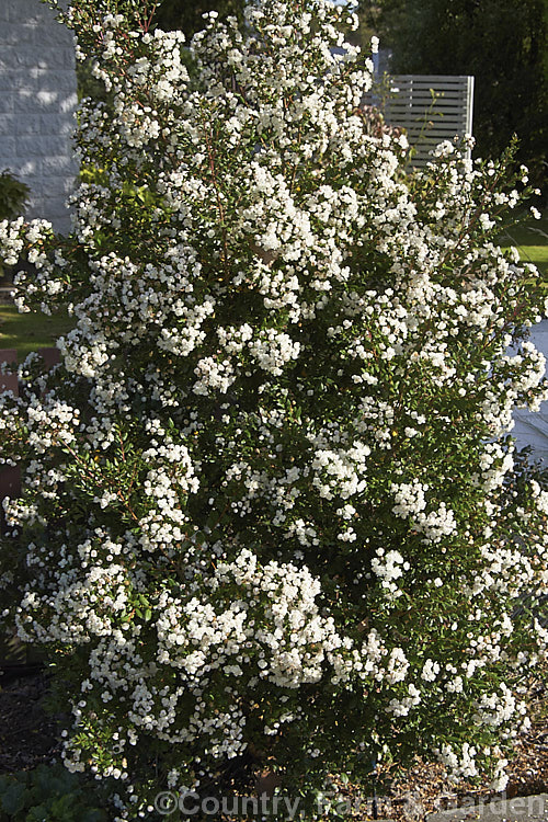 Luma (<i>Amomyrtus luma [syns. Myrtus luma, Luma apiculata]), an evergreen shrub or tree up to 20m tall. The scented flowers are followed by small, edible black berries. Native to Chile and Argentina. Order: Myrtales, Family: Myrtaceae