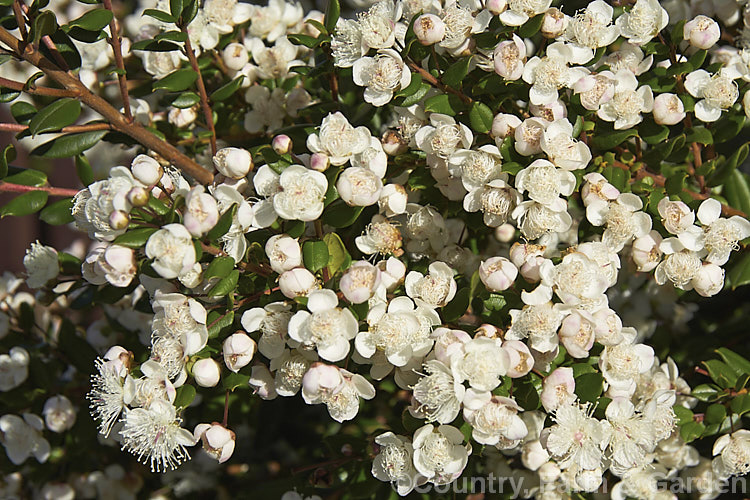 Luma (<i>Amomyrtus luma [syns. Myrtus luma, Luma apiculata]), an evergreen shrub or tree up to 20m tall. The scented flowers are followed by small, edible black berries. Native to Chile and Argentina. Order: Myrtales, Family: Myrtaceae