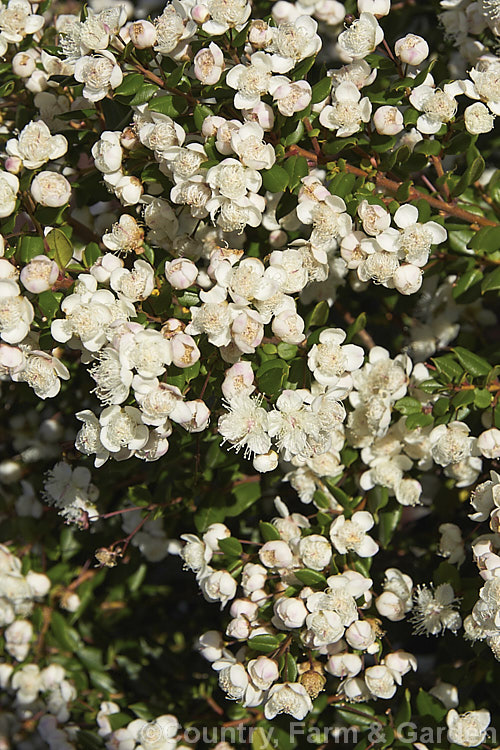 Luma (<i>Amomyrtus luma [syns. Myrtus luma, Luma apiculata]), an evergreen shrub or tree up to 20m tall. The scented flowers are followed by small, edible black berries. Native to Chile and Argentina. Order: Myrtales, Family: Myrtaceae