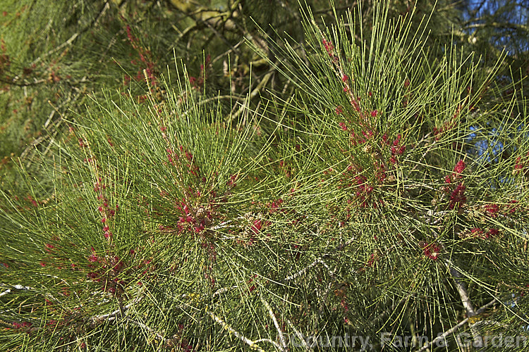 River She-oak or River Oak (<i>Casuarina cunninghamiana</i>) with flowers and developing cones. This 20-35m tall tree is native to northern, eastern and southern Australia. Including. Tasmania, extending from the coast to around 150km inland. It is regarded as the tallest of the casuarinas. Note: this species remains in Casuarina and has not been transferred to Allocasuarina. casuarina-2774htm'>Casuarina. <a href='casuarinaceae-plant-family-photoshtml'>Casuarinaceae</a>.