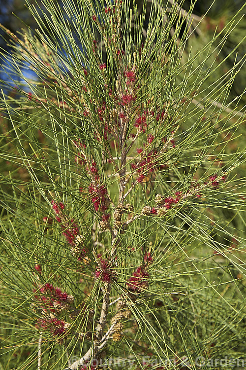 River She-oak or River Oak (<i>Casuarina cunninghamiana</i>) with flowers and developing cones. This 20-35m tall tree is native to northern, eastern and southern Australia. Including. Tasmania, extending from the coast to around 150km inland. It is regarded as the tallest of the casuarinas. Note: this species remains in Casuarina and has not been transferred to Allocasuarina. casuarina-2774htm'>Casuarina. <a href='casuarinaceae-plant-family-photoshtml'>Casuarinaceae</a>.