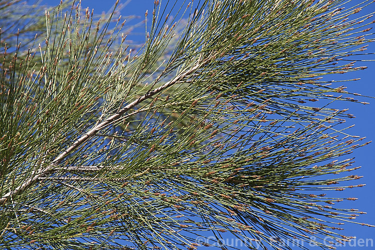 River She-oak or River Oak (<i>Casuarina cunninghamiana</i>) with developing male flowers. This 20-35m tall tree is native to northern, eastern and southern Australia. Including. Tasmania, extending from the coast to around 150km inland. It is regarded as the tallest of the casuarinas. Note: this species remains in Casuarina and has not been transferred to Allocasuarina. casuarina-2774htm'>Casuarina. <a href='casuarinaceae-plant-family-photoshtml'>Casuarinaceae</a>.