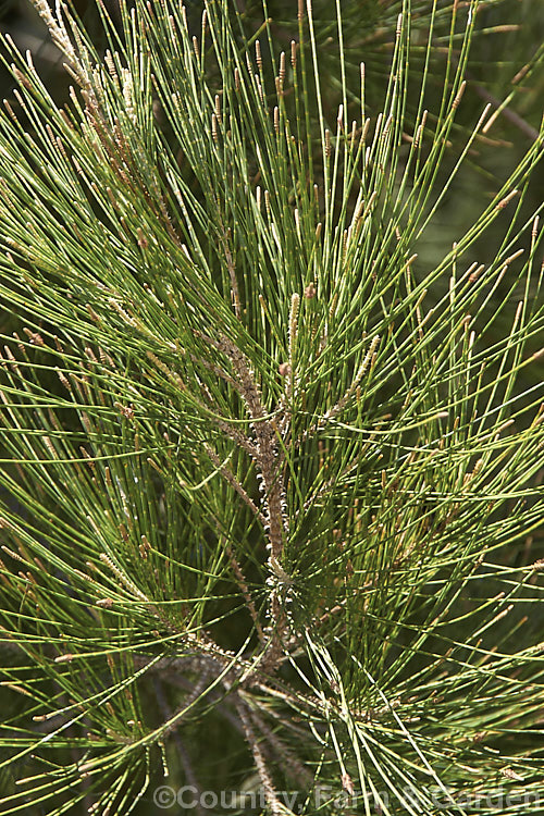 River She-oak or River Oak (<i>Casuarina cunninghamiana</i>) with developing male flowers. This 20-35m tall tree is native to northern, eastern and southern Australia. Including. Tasmania, extending from the coast to around 150km inland. It is regarded as the tallest of the casuarinas. Note: this species remains in Casuarina and has not been transferred to Allocasuarina. casuarina-2774htm'>Casuarina. <a href='casuarinaceae-plant-family-photoshtml'>Casuarinaceae</a>.