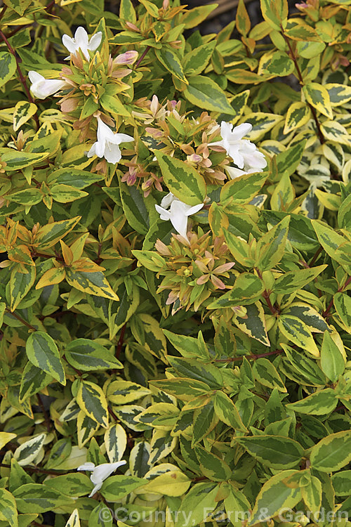 Linnaea 'Kaleidoscope' (syn. Abelia 'Kaleidoscope', a boldly variegated foliage cultivar with yellow-green leaves that have a darker centre. The stems are red -tinted and the young foliage is bronze 'Kaleidoscope' has pink-tinted l white flowers from late summer through autumn but these are often less of a feature than the leaves. It forms a dense mound around 15m high and wide and responds well to frequent trimming. Order: Dipsacales, Family: Caprifoliaceae