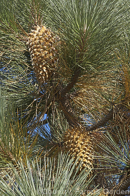 Foliage and cone of the Big-cone. Pine (<i>Pinus coulteri</i>), a Mexican and Californian pine that can grow to 30m tall Each of its stiff, deep green needles is 20-30cm long and the impressive cones can be up to 40cm long. Order: Pinales, Family: Pinaceae