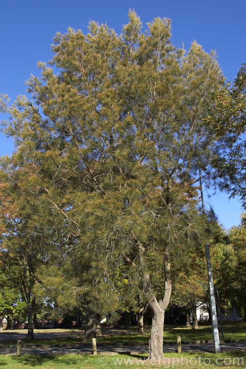 River She-oak or River Oak (<i>Casuarina cunninghamiana</i>), an evergreen, 20 x 35m tall, evergreen tree native to northern, eastern and southern Australia. Including. Tasmania, extending from the coast to around 150km inland. It is regarded as the tallest of the casuarinas. Note: this species remains in Casuarina and has not been transferred to Allocasuarina. casuarina-2774htm'>Casuarina. <a href='casuarinaceae-plant-family-photoshtml'>Casuarinaceae</a>.