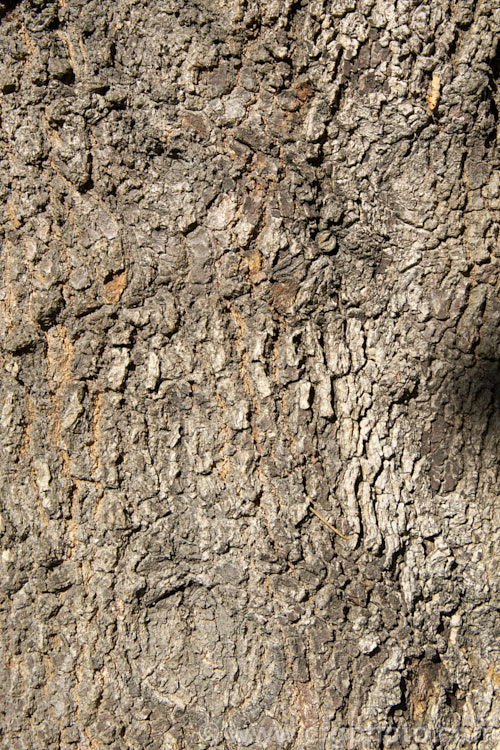 The rough bark of the River She-oak or River Oak (<i>Casuarina cunninghamiana</i>), an evergreen, 20 x 35m tall, evergreen tree native to northern, eastern and southern Australia. Including. Tasmania, extending from the coast to around 150km inland. It is regarded as the tallest of the casuarinas. Note: this species remains in Casuarina and has not been transferred to Allocasuarina. casuarina-2774htm'>Casuarina. <a href='casuarinaceae-plant-family-photoshtml'>Casuarinaceae</a>.