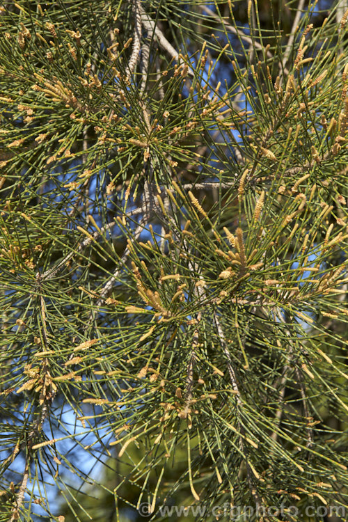 The developing flowers of a male River She-oak or River Oak (<i>Casuarina cunninghamiana</i>), an evergreen, 20 x 35m tall, evergreen tree native to northern, eastern and southern Australia. Including. Tasmania, extending from the coast to around 150km inland. It is regarded as the tallest of the casuarinas. Note: this species remains in Casuarina and has not been transferred to Allocasuarina. casuarina-2774htm'>Casuarina. <a href='casuarinaceae-plant-family-photoshtml'>Casuarinaceae</a>.