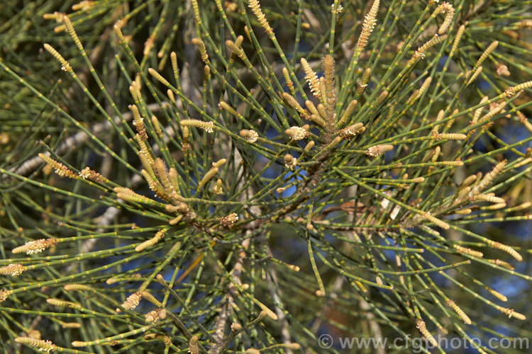 The developing flowers of a male River She-oak or River Oak (<i>Casuarina cunninghamiana</i>), an evergreen, 20 x 35m tall, evergreen tree native to northern, eastern and southern Australia. Including. Tasmania, extending from the coast to around 150km inland. It is regarded as the tallest of the casuarinas. Note: this species remains in Casuarina and has not been transferred to Allocasuarina. casuarina-2774htm'>Casuarina. <a href='casuarinaceae-plant-family-photoshtml'>Casuarinaceae</a>.