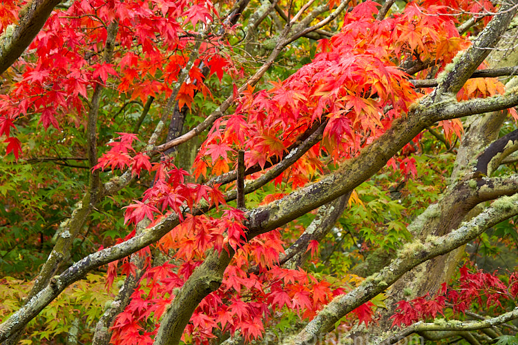 The vivid autumn foliage of a Japanese maple cultivar (<i>Acer palmatum</i> cv.), a widely cultivated 8m tall deciduous tree from Japan and Korea. There are many cultivated forms. Order Sapindales, Family: Sapindaceae