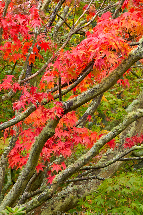 The vivid autumn foliage of a Japanese maple cultivar (<i>Acer palmatum</i> cv.), a widely cultivated 8m tall deciduous tree from Japan and Korea. There are many cultivated forms. Order Sapindales, Family: Sapindaceae