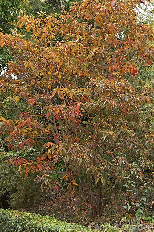 The autumn foliage of Japanese Clethra (<i>Clethra barbinervis</i>), a deciduous summer-flowering shrub or small tree up to 8m tall It is native to Japan and nearby parts of eastern China. clethra-2662htm'>Clethra. <a href='clethraceae-plant-family-photoshtml'>Clethraceae</a>.