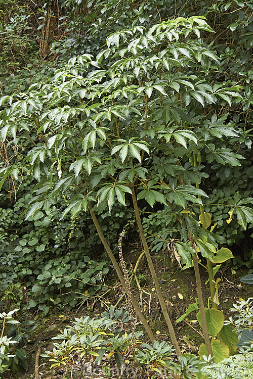 Pate or Patete (<i>Schefflera digitata</i>), an evergreen shrub or small tree up to 8m tall It occurs in forest areas of all the main islands of New Zealand, preferring a near-frost-free climate. Its sprays of small green flowers are followed by purple-pink-tinted fruits. schefflera-2489htm'>Schefflera. Order: Apiales, Family: Araliaceae