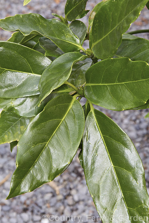 Japanese Laurel (<i>Aucuba japonica</i>), a Japanese evergreen shrub that is far more often seen in its widely cultivated variegated and fancy foliaged forms rather than with the plain green leaves of the wild form as shown here. Female plants bear clusters of large red berries in winter. aucuba-2280htm'>Aucuba. <a href='garryaceae-plant-family-photoshtml'>Garryaceae</a>.