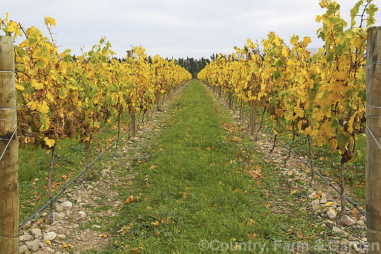 Ripe. Riesling grapes ready to be harvested. Also known as Hochheimer, Johannisberger and Rheingauer, Riesling is the classic cool climate grape and best known as the main wine grape of Germany Where possible, Riesling grapes are often allowed to become very mature before harvesting to maximise their sugar content and flavour intensity. Depending on harvest time and brix level, Riesling can range from a near clear, quite sharply dry wine to golden yellow and very sweet.