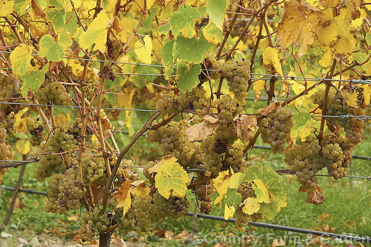 Ripe. Riesling grapes ready to be harvested. Also known as Hochheimer, Johannisberger and Rheingauer, Riesling is the classic cool climate grape and best known as the main wine grape of Germany Where possible, Riesling grapes are often allowed to become very mature before harvesting to maximise their sugar content and flavour intensity. Depending on harvest time and brix level, Riesling can range from a near clear, quite sharply dry wine to golden yellow and very sweet. Ripe. Riesling grapes ready to be harvested. Also known as Hochheimer, Johannisberger and Rheingauer, Riesling is the classic cool climate grape and best known as the main wine grape of Germany Where possible, Riesling grapes are often allowed to become very mature before harvesting to maximise their sugar content and flavour intensity. Depending on harvest time and brix level, Riesling can range from a near clear, quite sharply dry wine to golden yellow and very sweet.