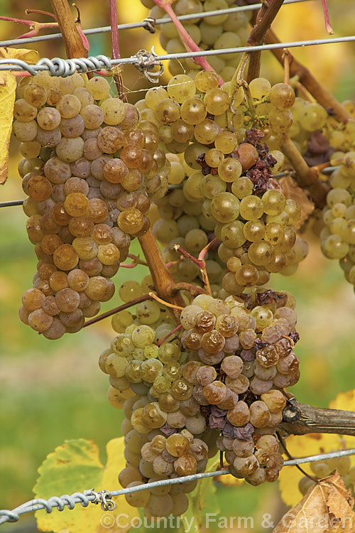 Ripe. Riesling grapes ready to be harvested. Also known as Hochheimer, Johannisberger and Rheingauer, Riesling is the classic cool climate grape and best known as the main wine grape of Germany Where possible, Riesling grapes are often allowed to become very mature before harvesting to maximise their sugar content and flavour intensity. Depending on harvest time and brix level, Riesling can range from a near clear, quite sharply dry wine to golden yellow and very sweet.