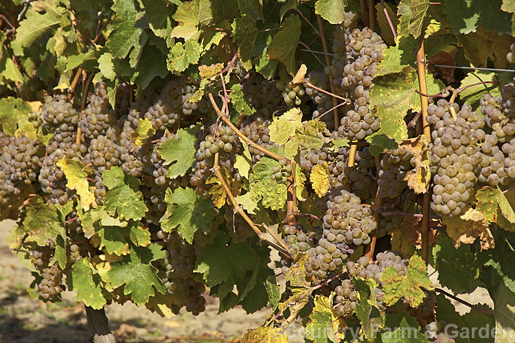 Ripe. Riesling grapes ready to be harvested. Also known as Hochheimer, Johannisberger and Rheingauer, Riesling is the classic cool climate grape and best known as the main wine grape of Germany Where possible, Riesling grapes are often allowed to become very mature before harvesting to maximise their sugar content and flavour intensity. Depending on harvest time and brix level, Riesling can range from a near clear, quite sharply dry wine to golden yellow and very sweet.