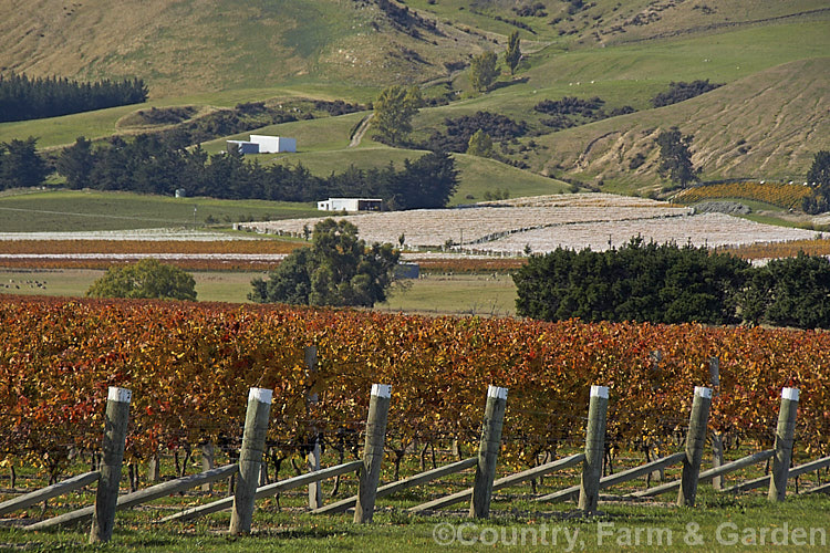 Vineyard in autumn. White grapes tend to have yellow autumn foliage while the red grapes, such as these, develop red autumn foliage tones.