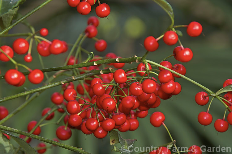 The ripe fruit of the Coralberry or Spiceberry (<i>Ardisia crenata</i>), an evergreen shrub found from southern Japan to northern India It grows to around 2m tall and its bright red fruits are long-lasting. It is popular as a garden plant in mild areas and elsewhere as a house plant. Order: Ericales, Family: Primulaceae