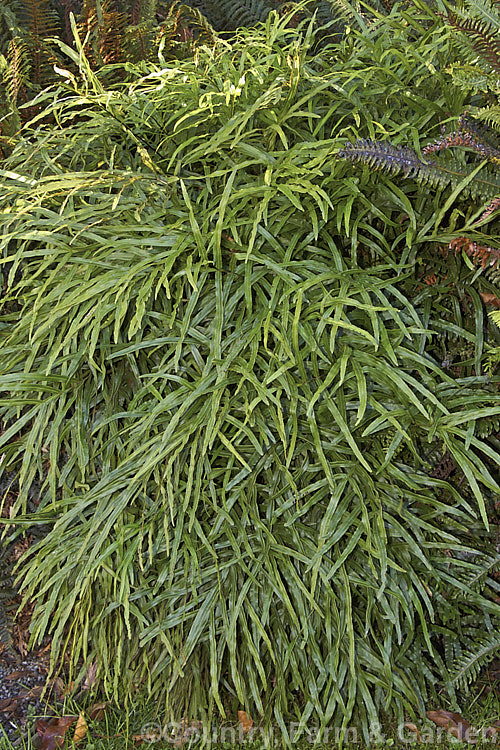 A narrow-leaved from of Blechnum novae-zelandiae, formerly considered a variety of Blechnum capense. This widely distributed New Zealand fern now has a specific rank of its own. It quickly colonises roadside banks