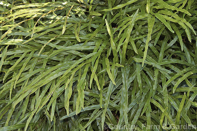 A narrow-leaved from of Blechnum novae-zelandiae, formerly considered a variety of Blechnum capense. This widely distributed New Zealand fern now has a specific rank of its own. It quickly colonises roadside banks