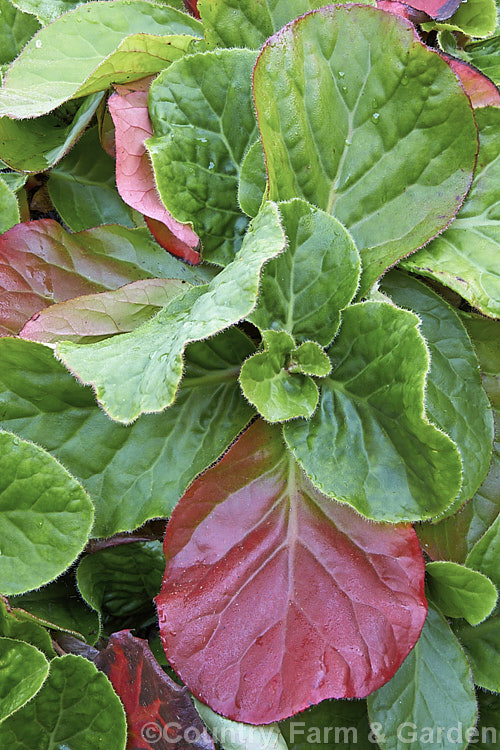 The autumn foliage of Pigsqueak (<i>Bergenia cordifolia</i>), a hardy perennial native to Siberia. The large leaves are near-evergreen in mild climates. Its flowers, on reddish stems up to 30cm high, open from late winter. The common name supposedly comes from the squeals of delight given by pigs on finding the rhizomes, though it may also be because of the noise produced by rubbing the wet foliage. Although the foliage usually persists through winter it often still colours up in autumn. bergenia-2281htm'>Bergenia. <a href='saxifragaceae-plant-family-photoshtml'>Saxifragaceae</a>.