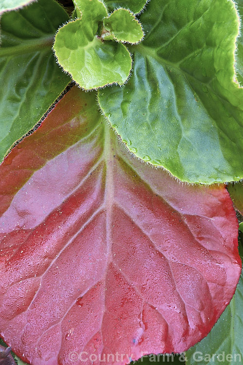 The autumn foliage of Pigsqueak (<i>Bergenia cordifolia</i>), a hardy perennial native to Siberia. The large leaves are near-evergreen in mild climates. Its flowers, on reddish stems up to 30cm high, open from late winter. The common name supposedly comes from the squeals of delight given by pigs on finding the rhizomes, though it may also be because of the noise produced by rubbing the wet foliage. Although the foliage usually persists through winter it often still colours up in autumn. bergenia-2281htm'>Bergenia. <a href='saxifragaceae-plant-family-photoshtml'>Saxifragaceae</a>.