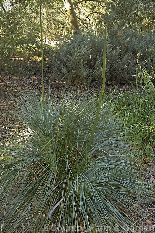 Yacca (<i>Xanthorrhoea semiplana subsp. tateana [syn. Xanthorrhoea tateana]), a low-growing species of Australian grass tree. The very upright stems are the flower spikes, which mature slowly over many months. This species has a very restricted natural distribution, being endemic to KangarooIsland and the Fleurieu. Peninsula of SouthAustralia. This species yields a resin that is used to produce varnish, though it has now largely been replaced by synthetics. xanthorrhoea-2095htm'>Xanthorrhoea.